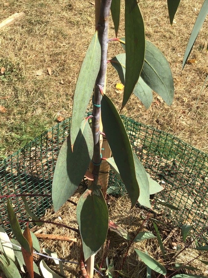 Eucalyptus lacrimans — houseplant care guide