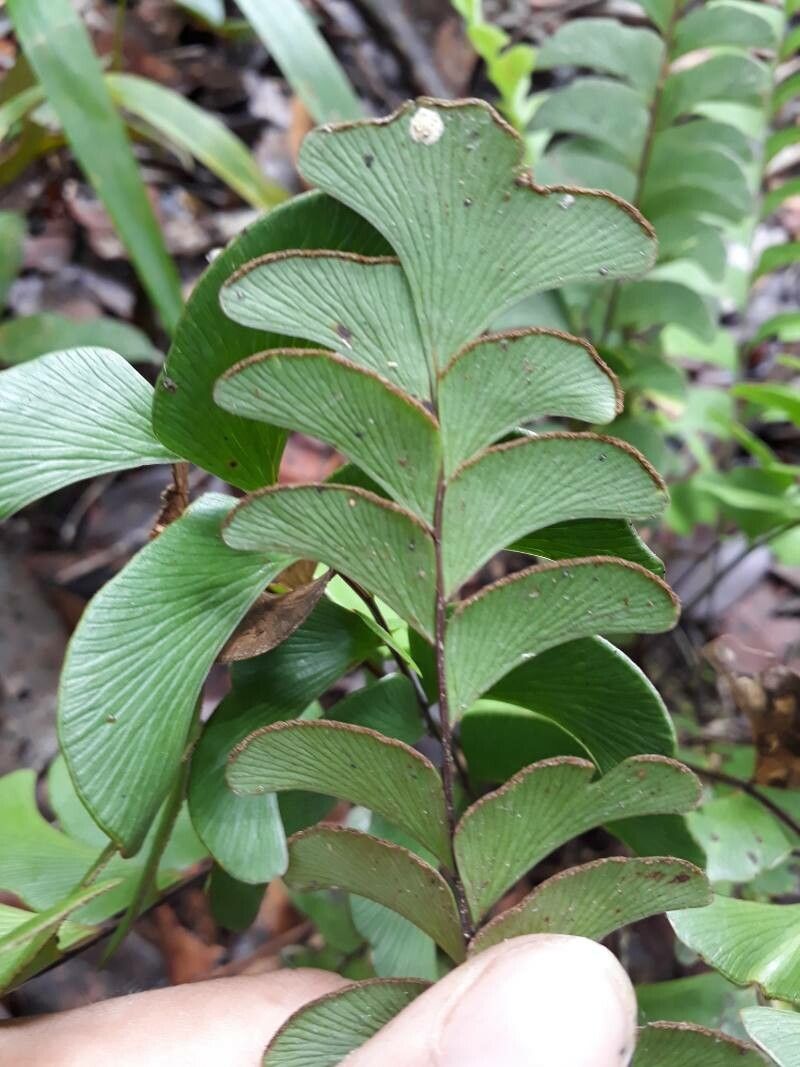 Lindsaea schomburgkii — houseplant care guide