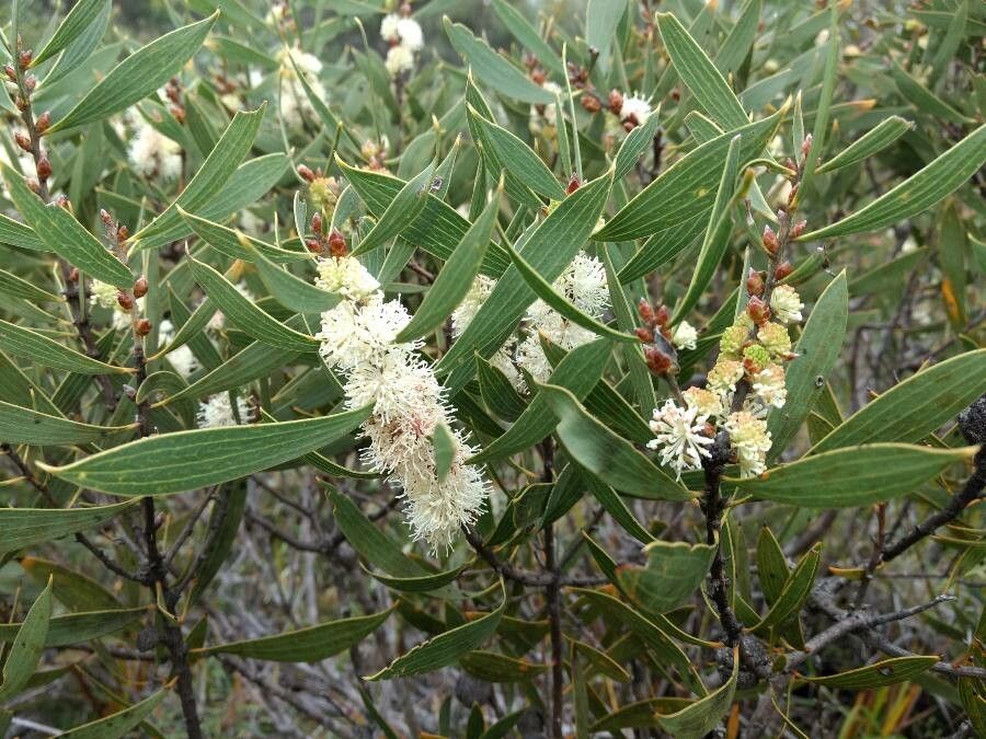 Hakea dactyloides flower