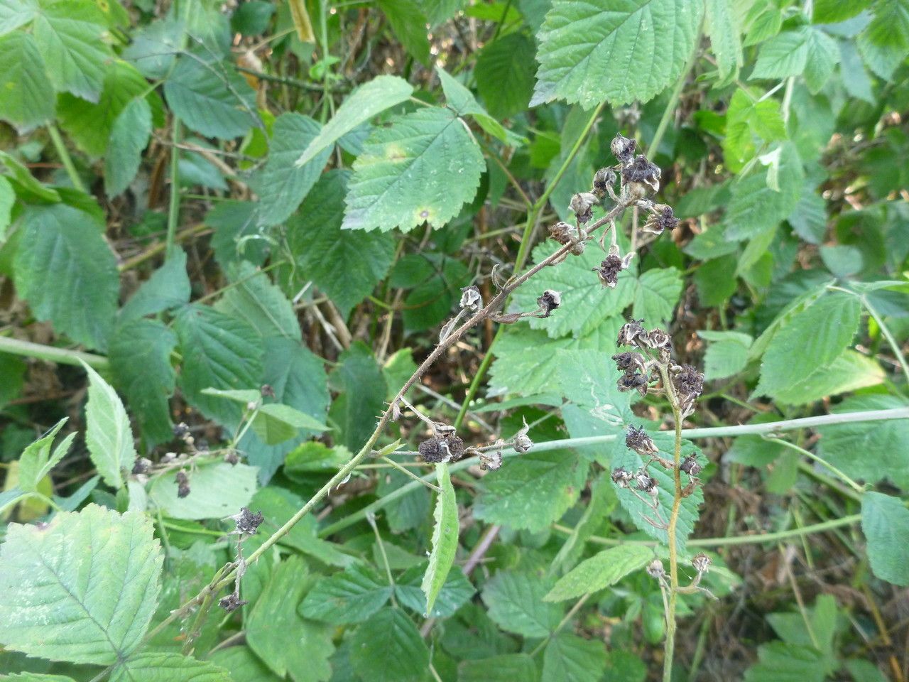 Rubus mus habit