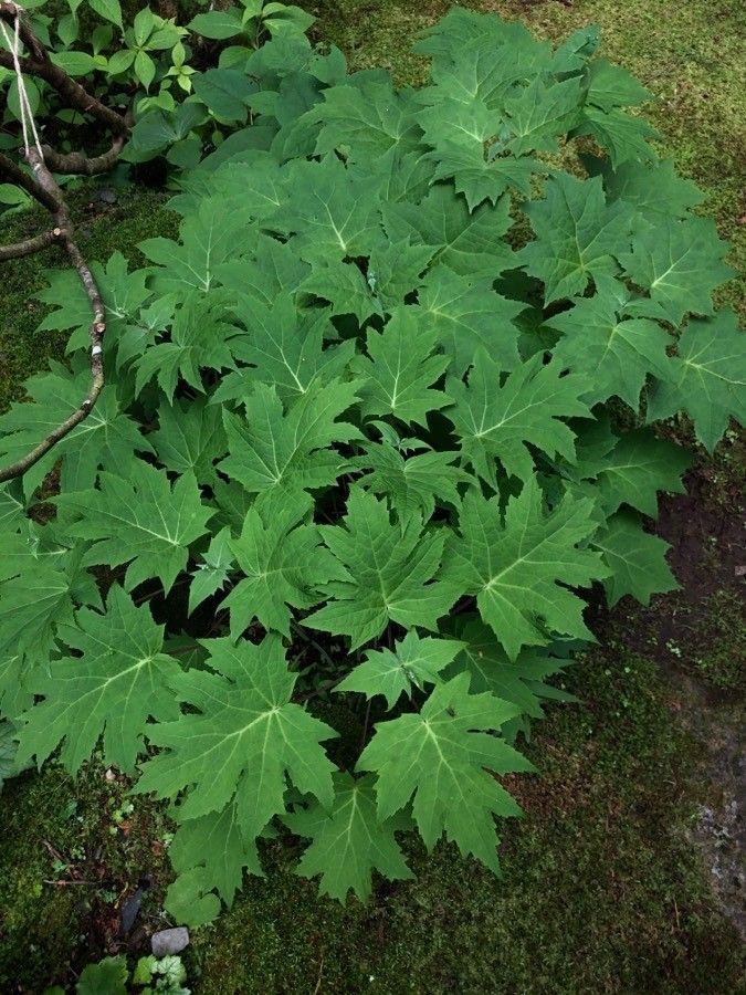 Glaucidium palmatum leaf