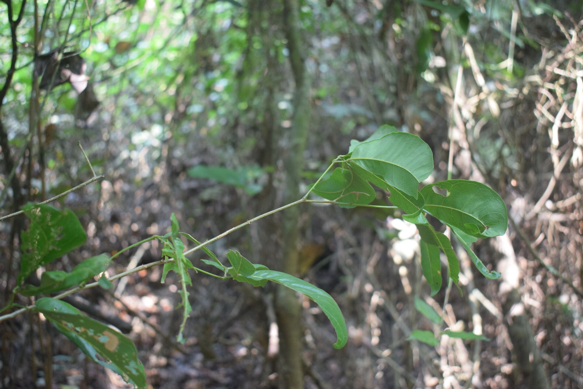 Albizia laurentii habit