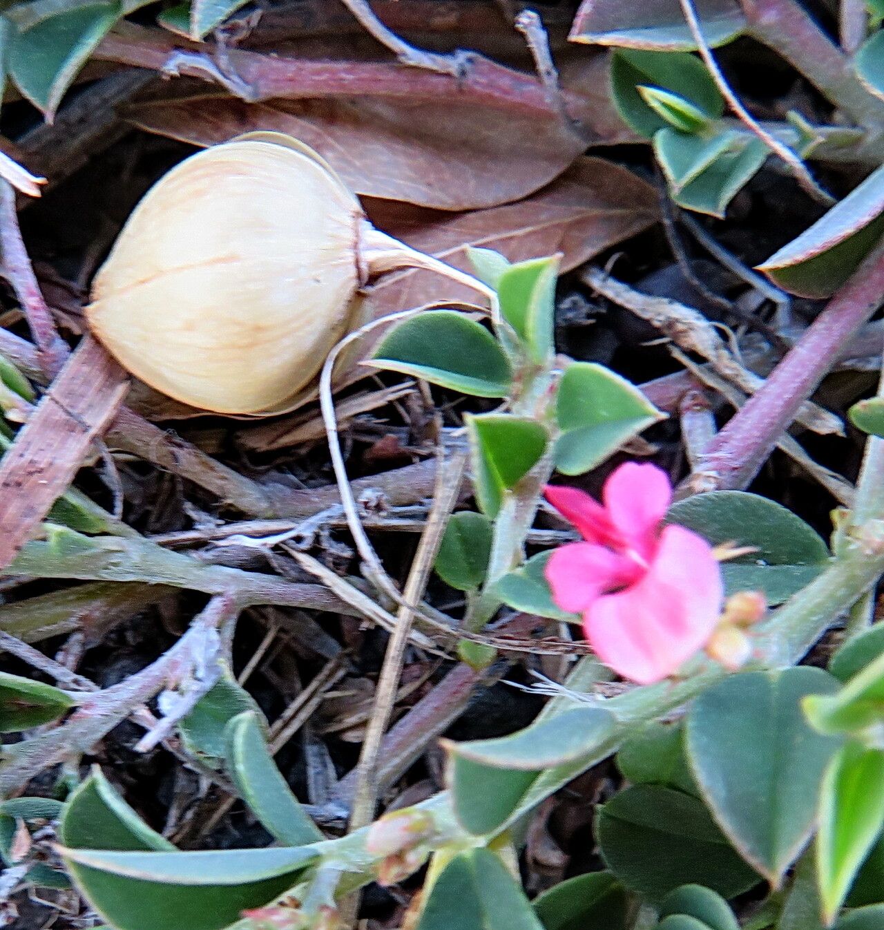 Indigofera diversifolia flower