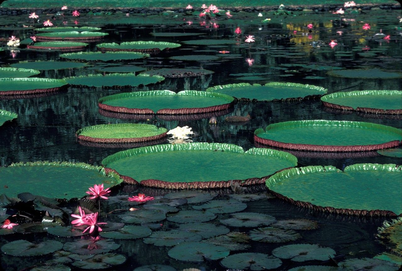 Victoria regia habit