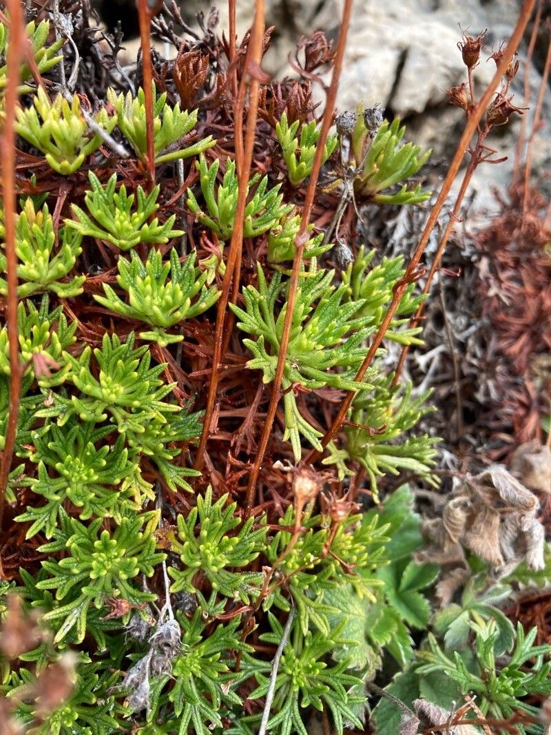 Saxifraga cuneata leaf
