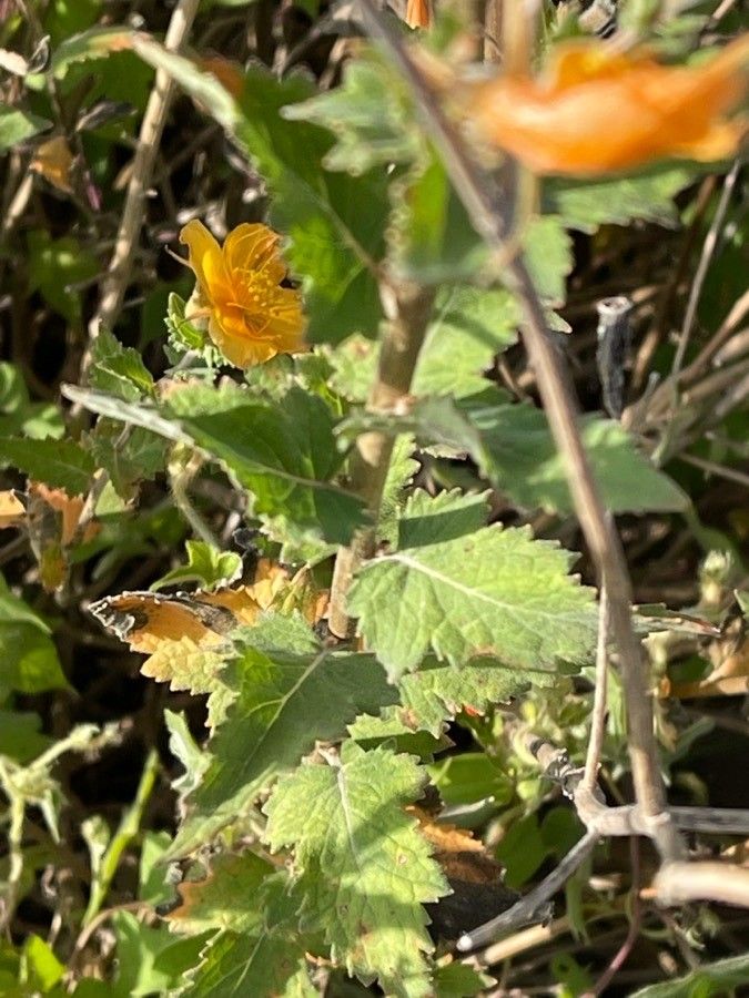 Mentzelia incisa — houseplant care guide