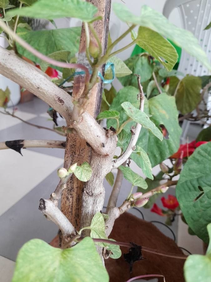 Stictocardia tiliifolia bark