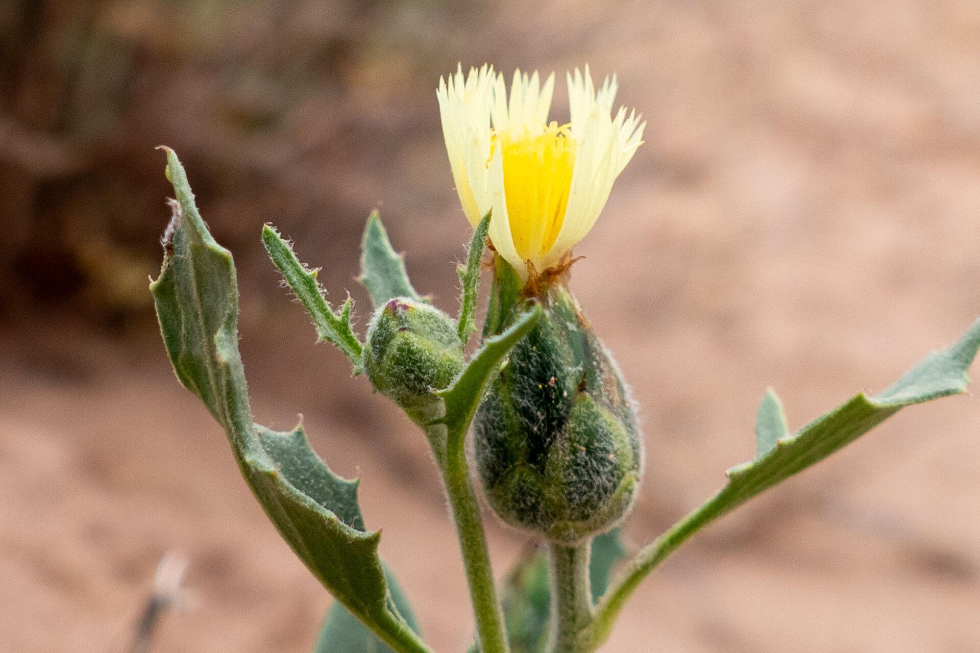 Amberboa amberboi flower