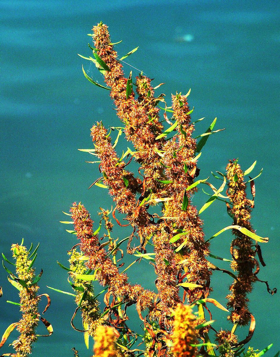 Rumex maritimus fruit