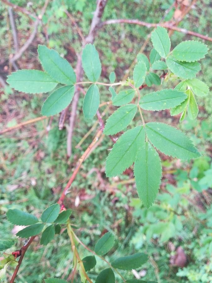 Rosa laxa — houseplant care guide