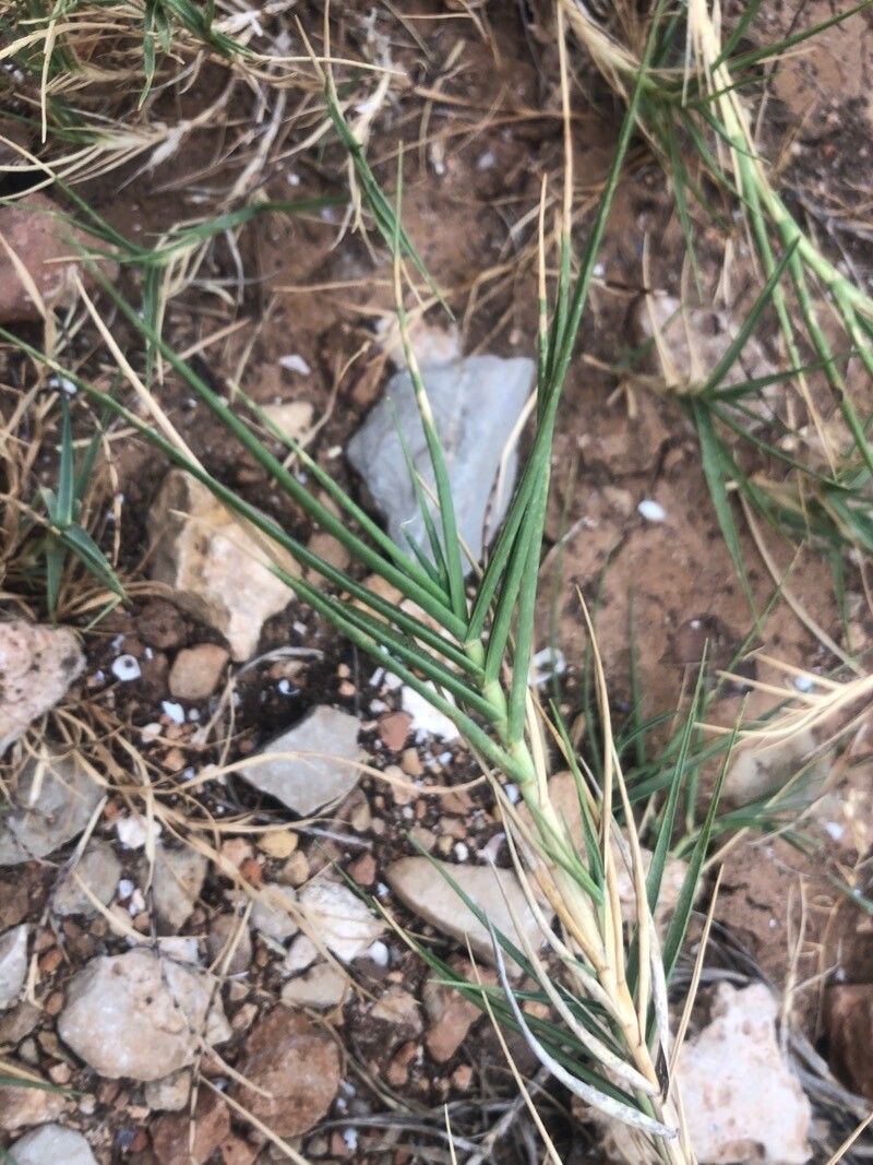 Sporobolus pungens — search result for 'Sporobolus'