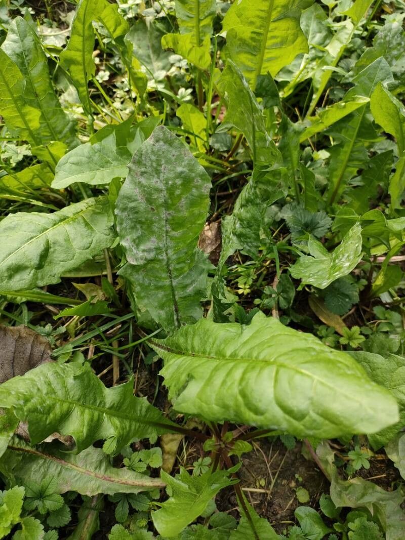 Taraxacum ampelophytum — search result for 'Taraxacum'