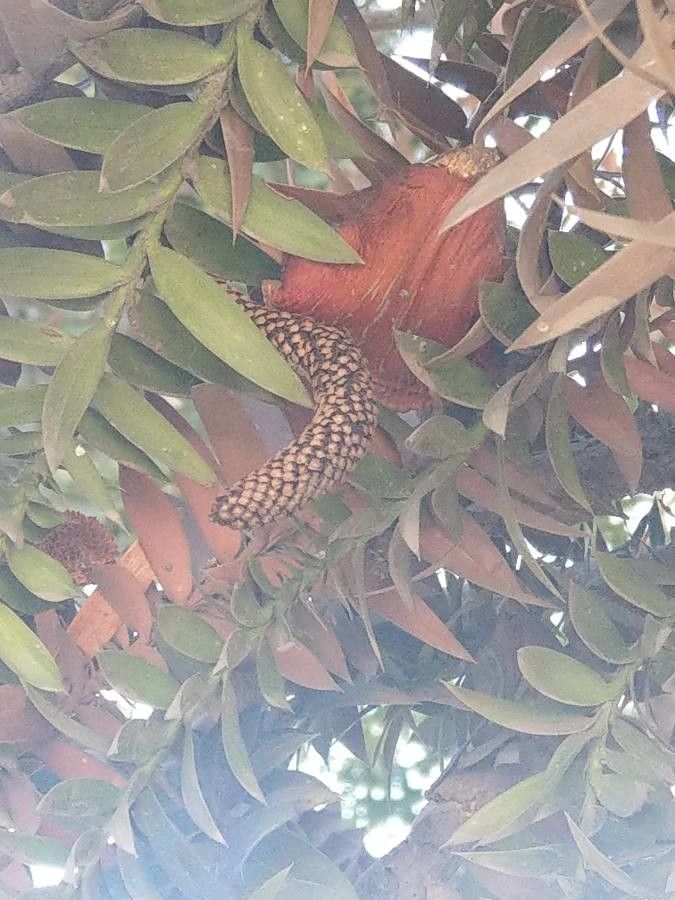 Araucaria bidwillii flower
