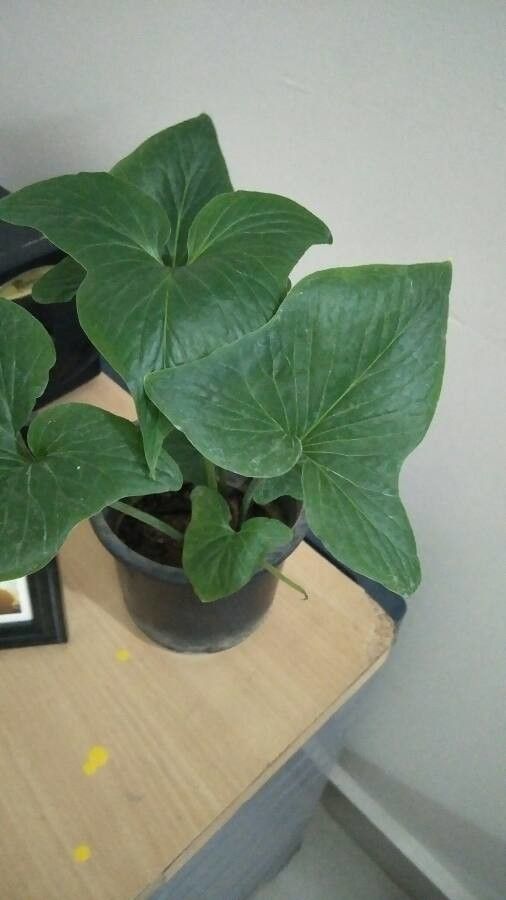 Typhonium roxburghii — related species from the same genus