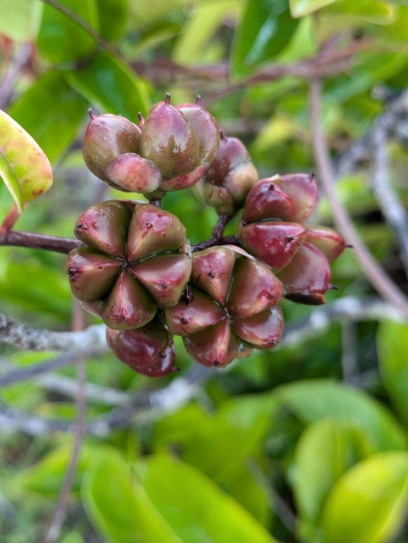 Tetracera asperula fruit