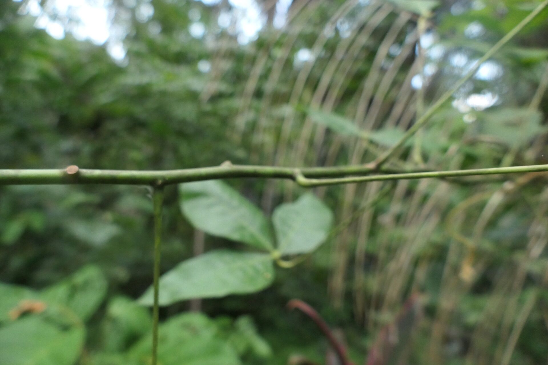 Manihot brachyloba bark