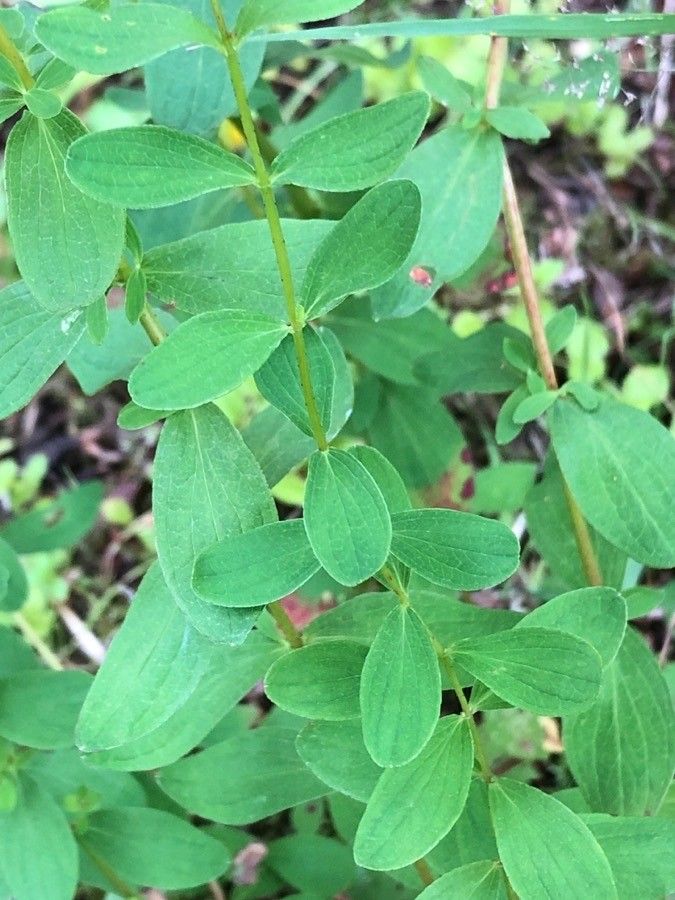 Hypericum maculatum leaf