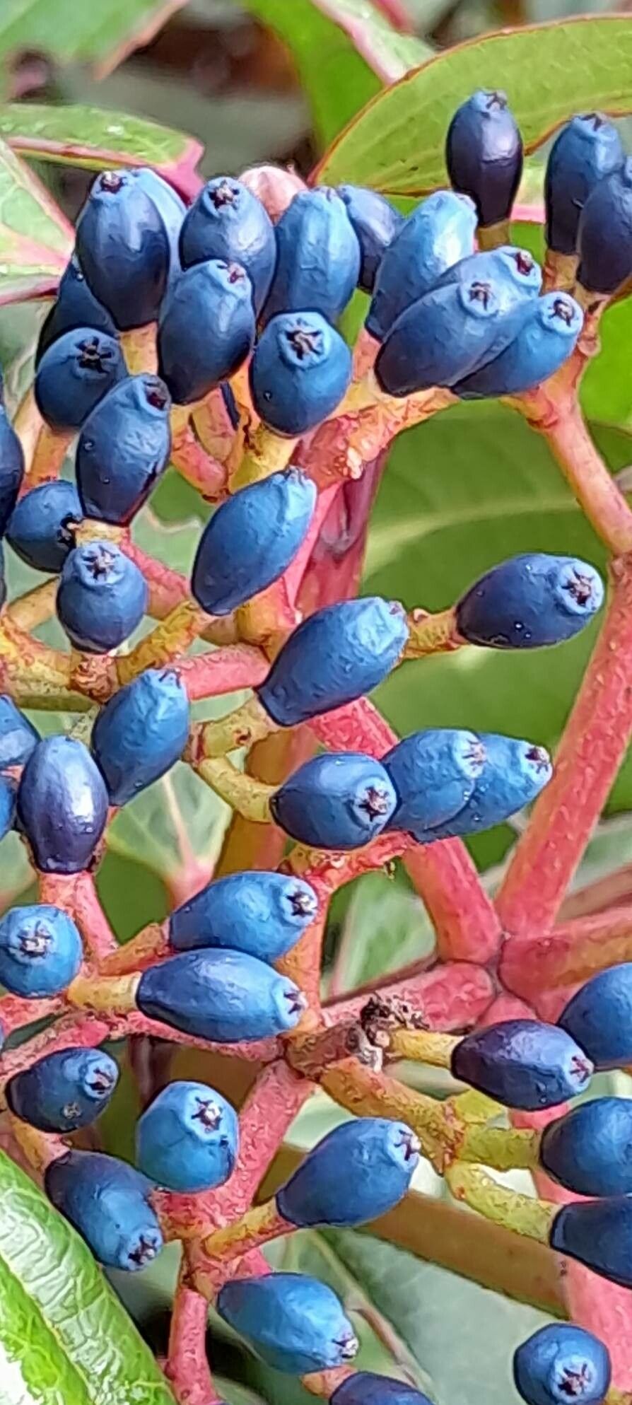 Viburnum davidi fruit