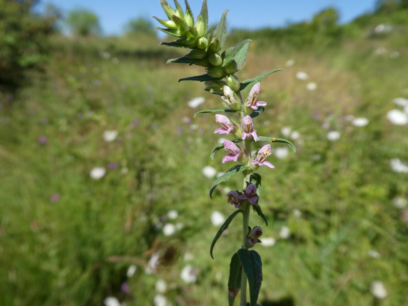 Odontites vulgaris bark