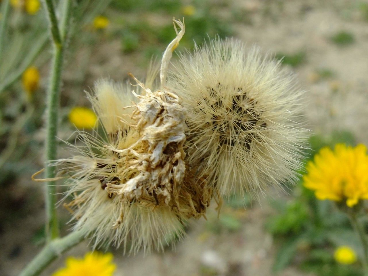 Hieracium tomentosum fruit