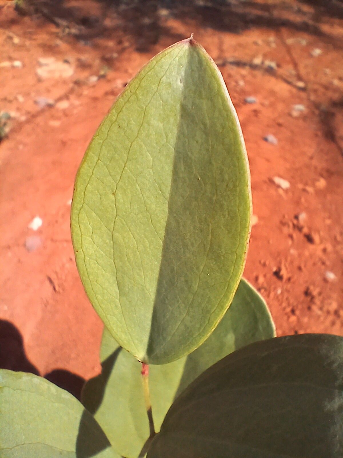 Smilax goyazana leaf