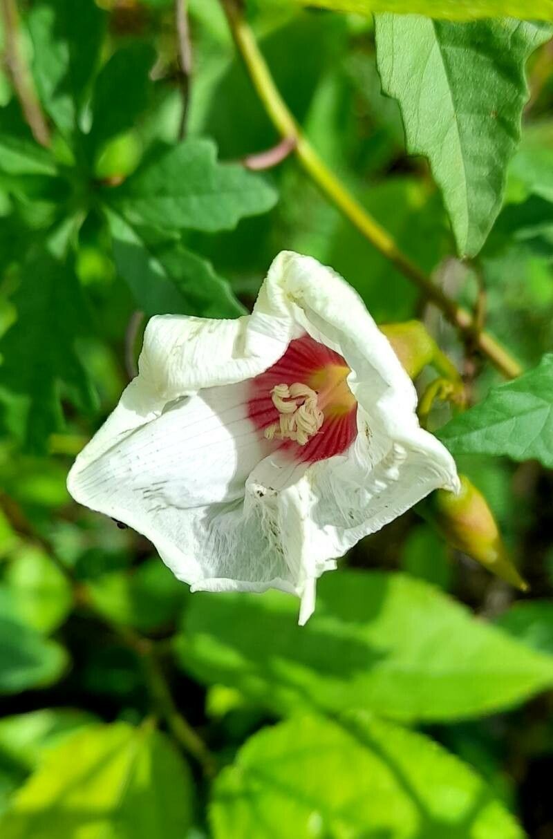 Merremia dissecta flower