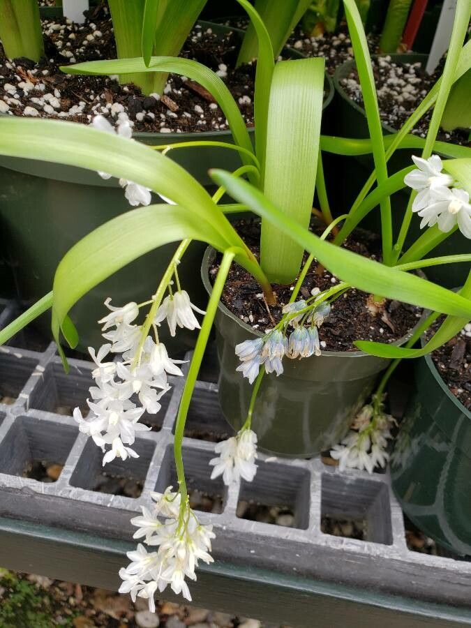 Puschkinia scilloides habit