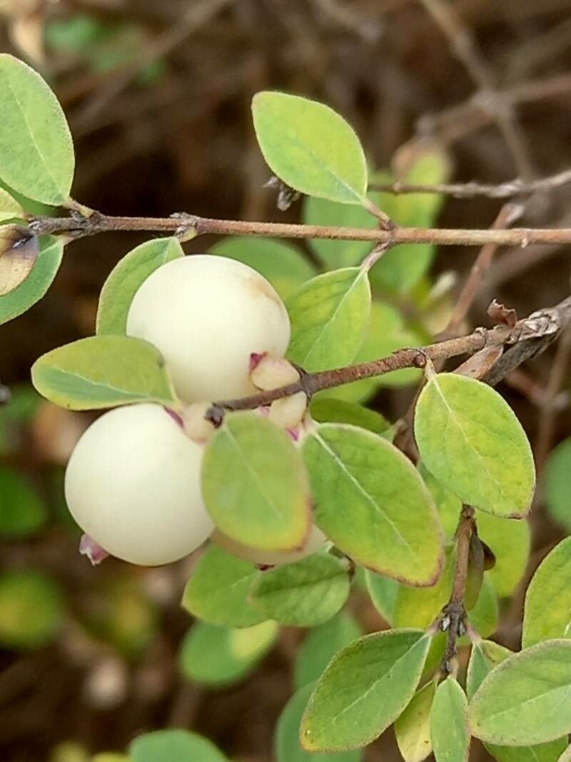 Symphoricarpos guatemalensis fruit
