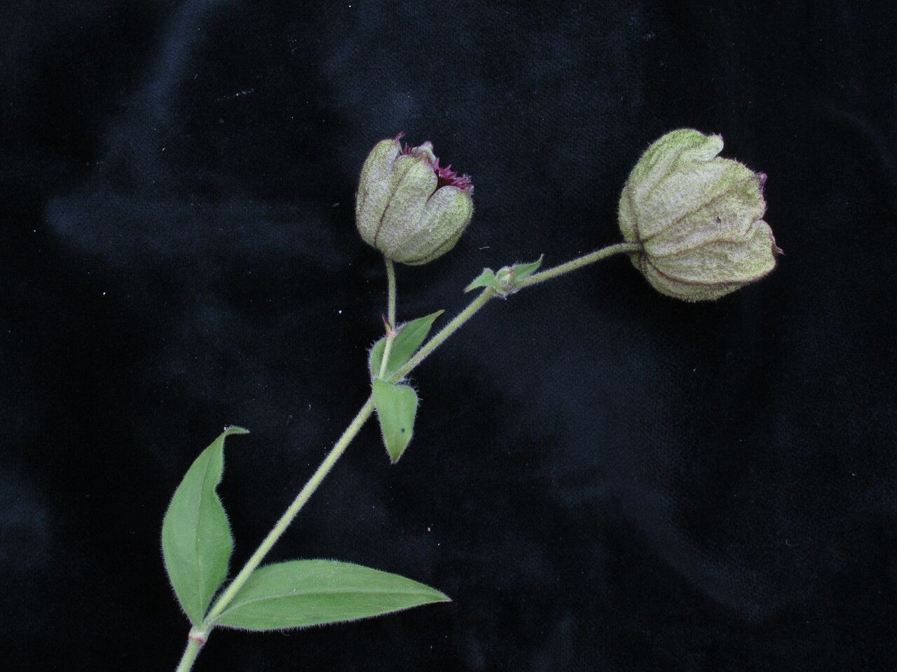 Silene helleboriflora habit