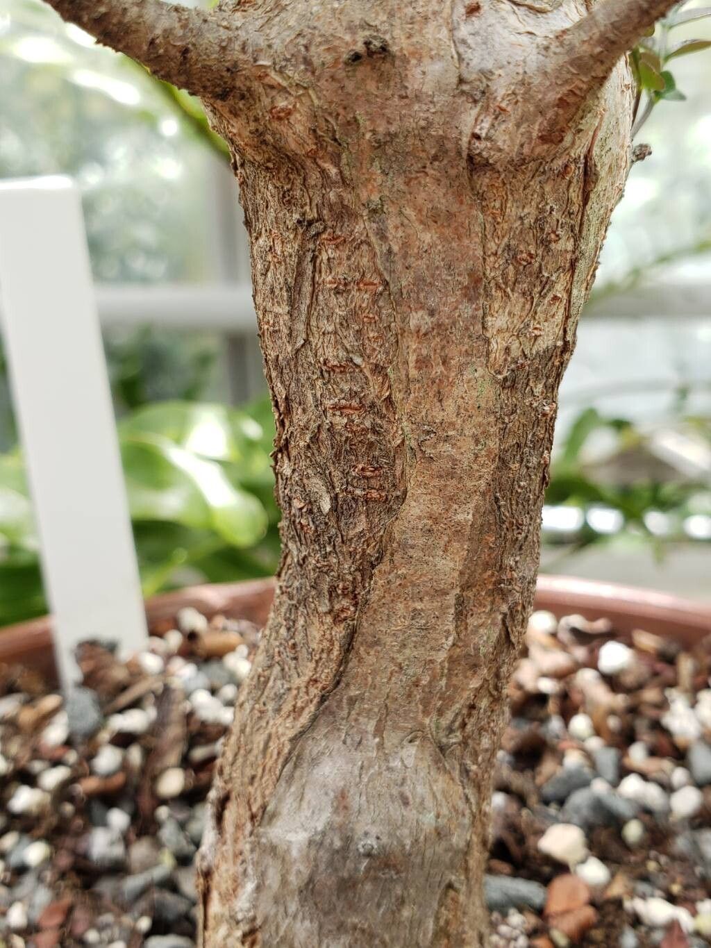 Operculicarya borealis bark