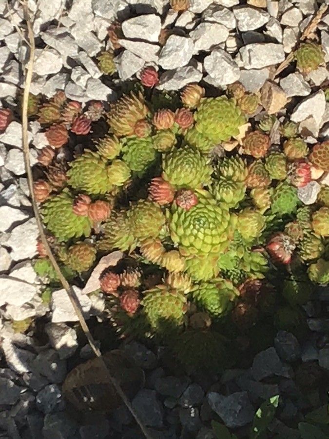 Sempervivum ciliosum leaf