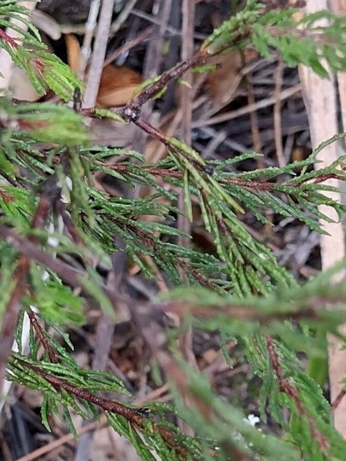 Philotheca reichenbachii — search result for 'Rutaceae'