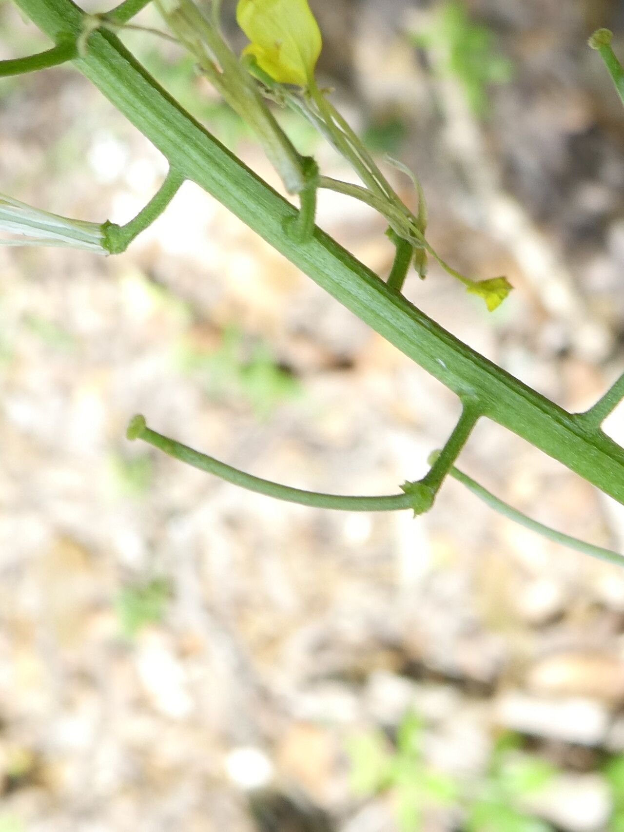 Erysimum grandiflorum fruit