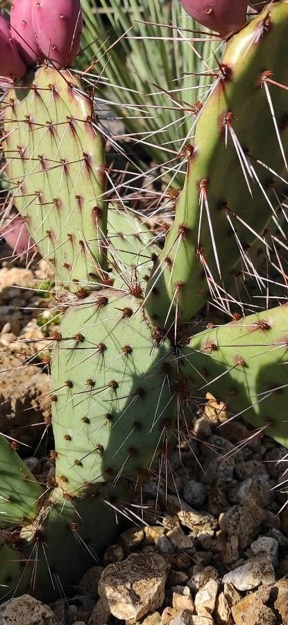 Opuntia phaeacantha leaf