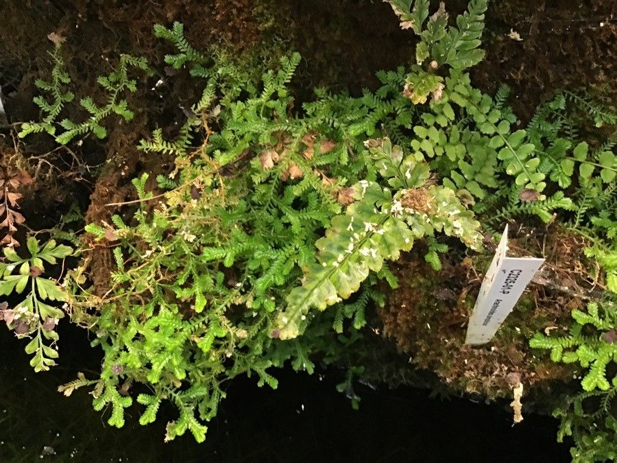 Arachniodes simplicior leaf