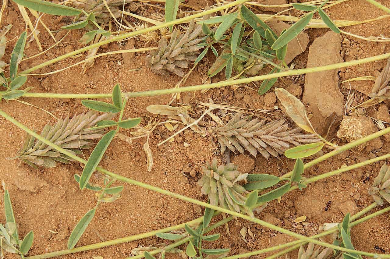 Indigofera senegalensis fruit