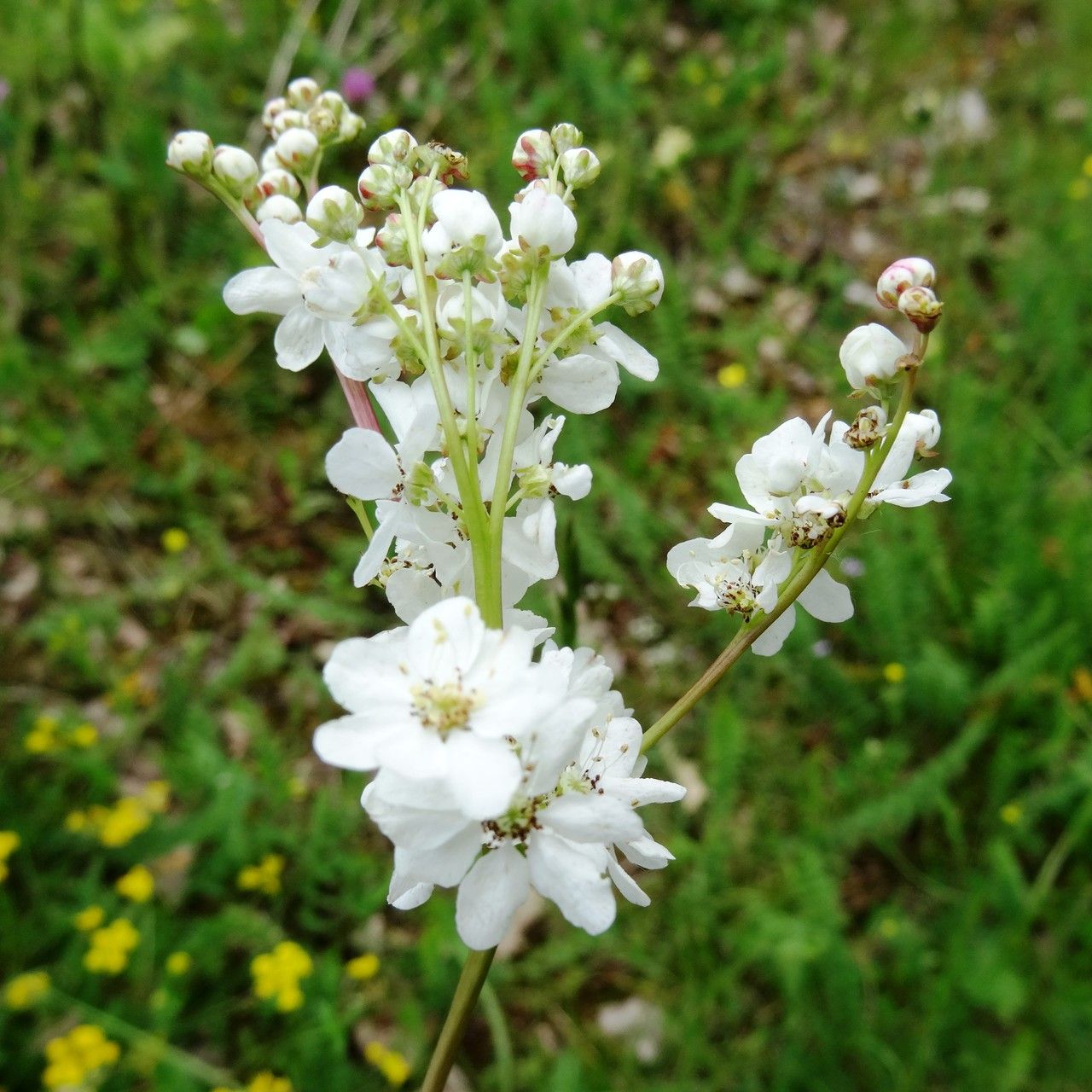 Filipendula vulgaris flower