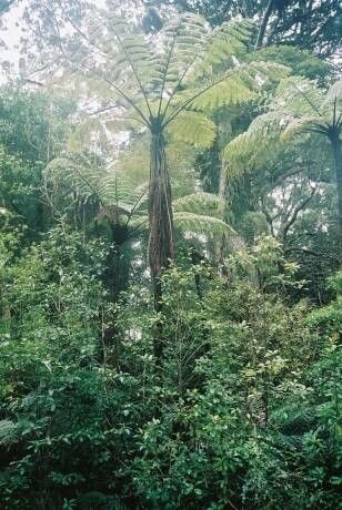 Dicksonia antarctica flower