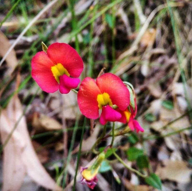 Chorizema rhombeum — related species from the same genus