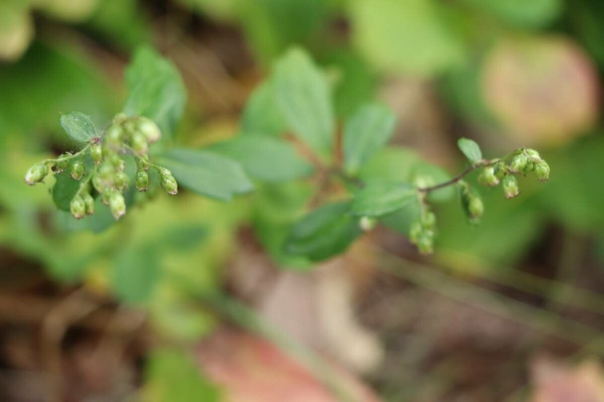 Carpesium rosulatum flower