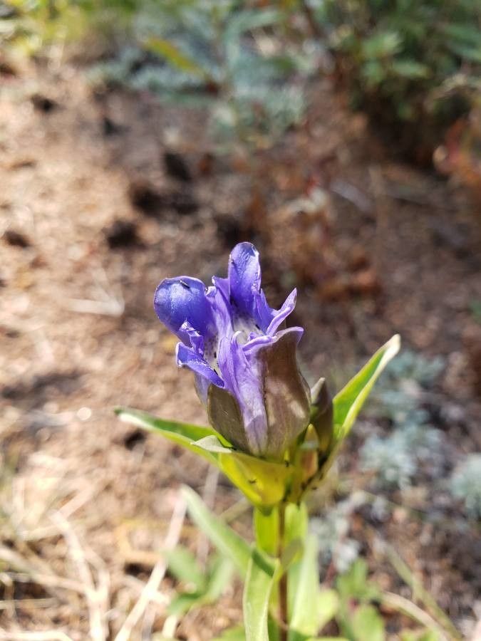 Gentiana parryi flower