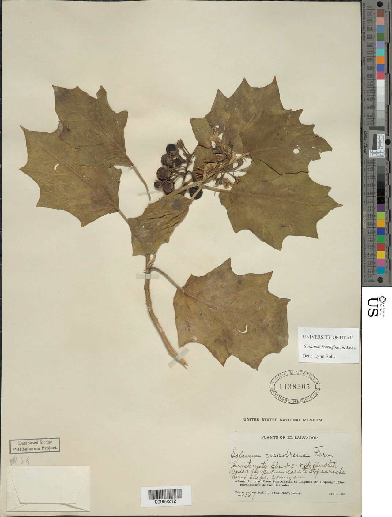 Solanum loxophyllum — houseplant care guide