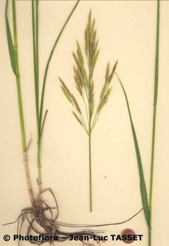 Bromopsis riparia habit