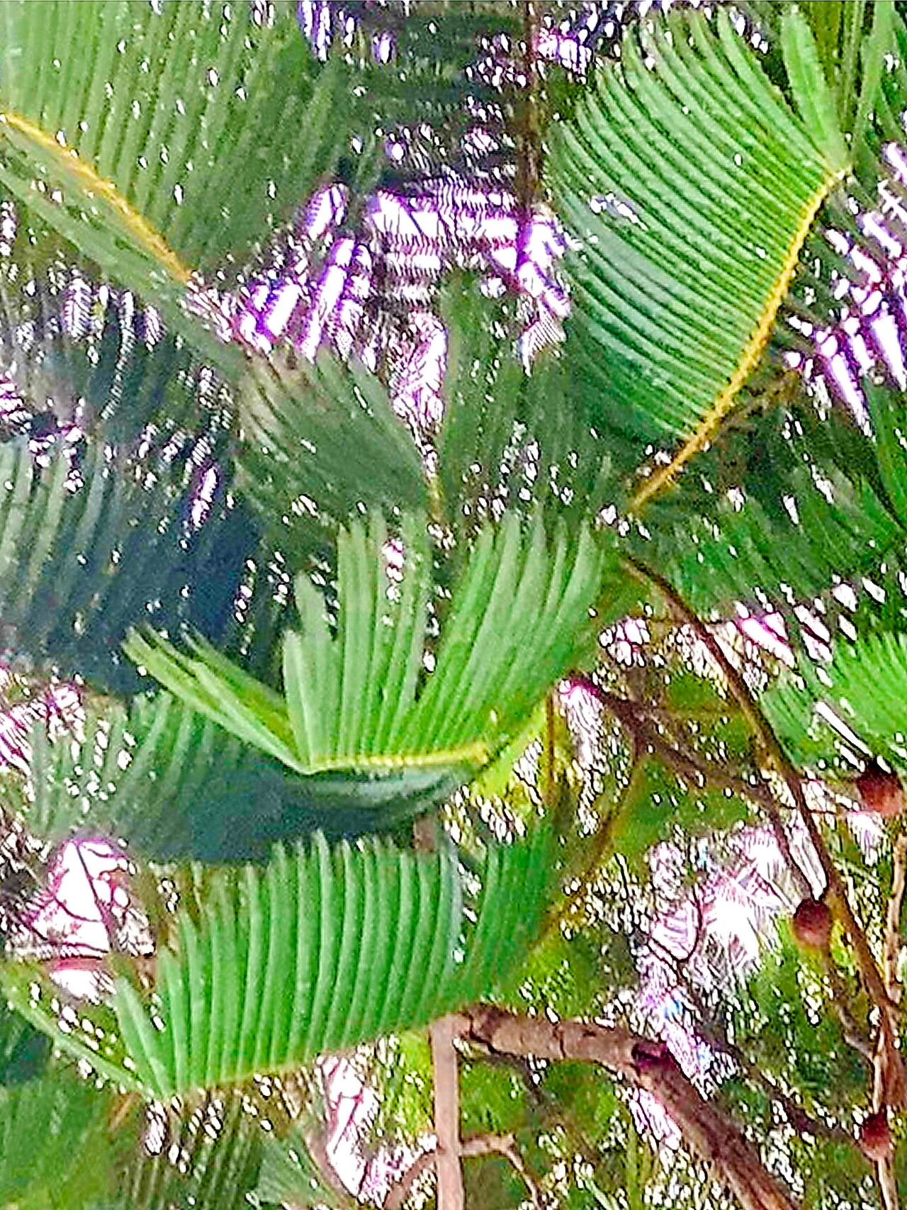 Parkia multijuga — search result for 'Parkia'