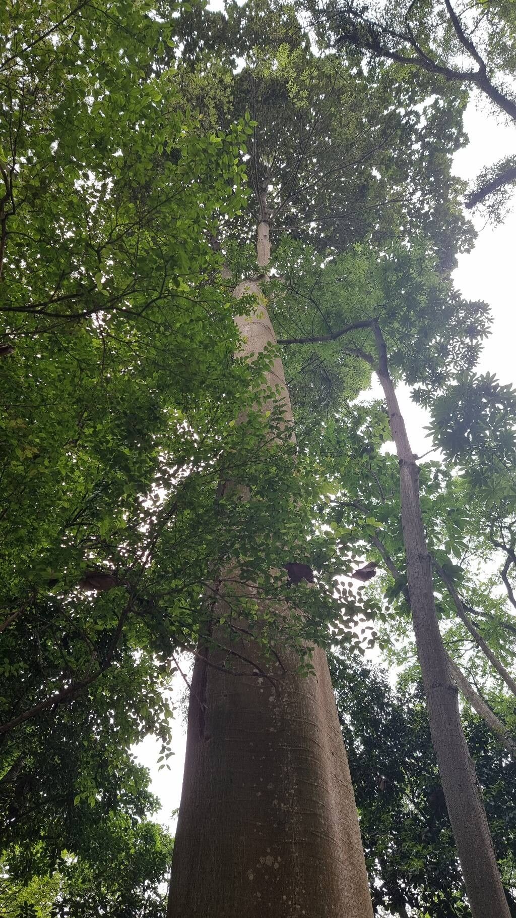 Sloanea excelsa habit