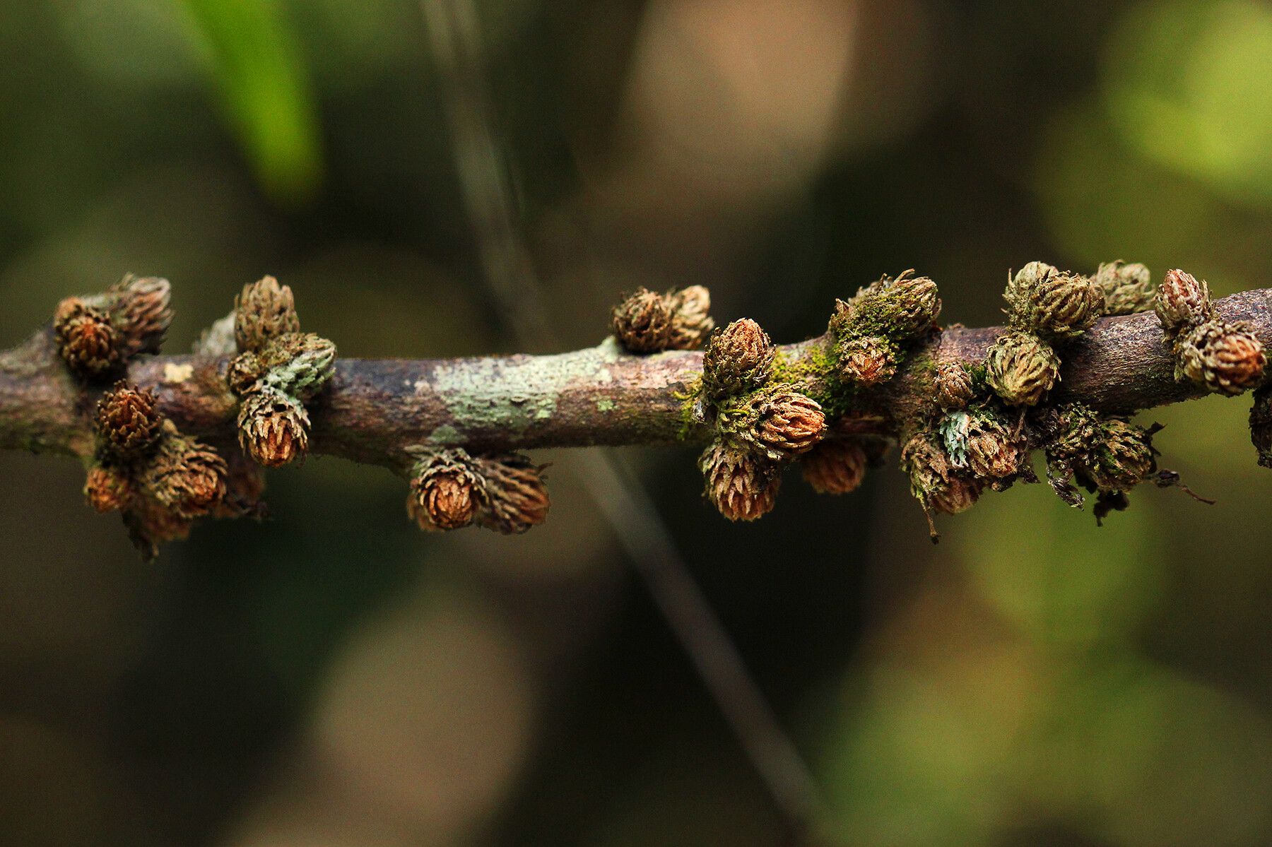 Cnestis urens flower