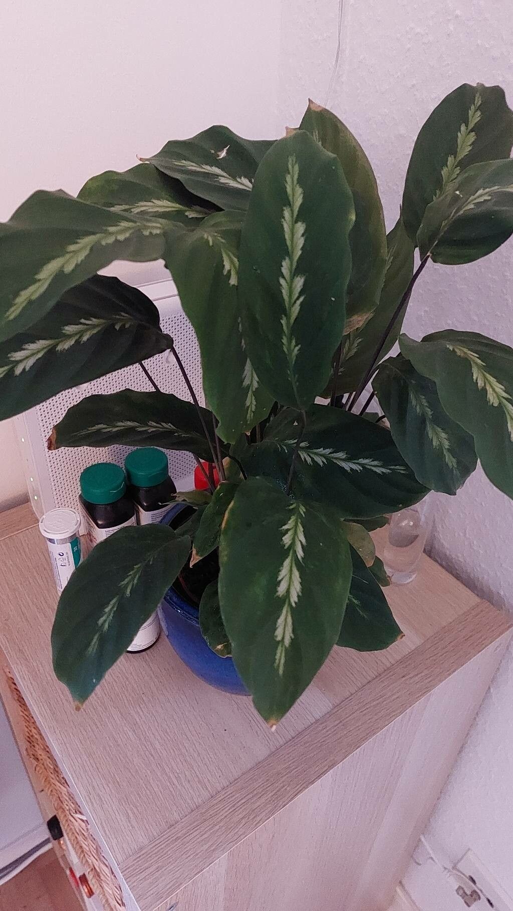 Goeppertia undulata leaf