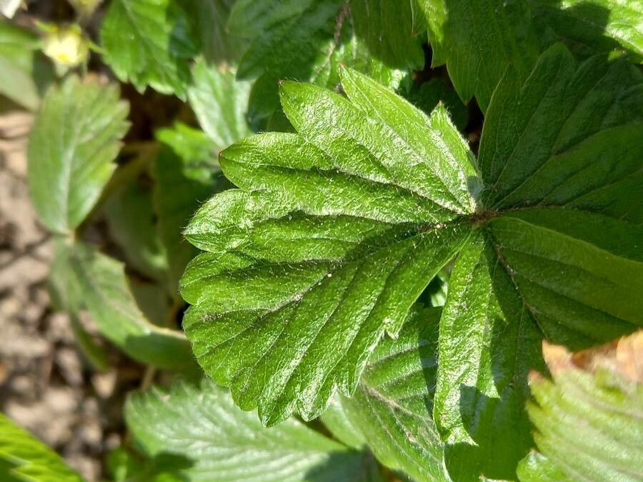 Fragaria x ananassa leaf