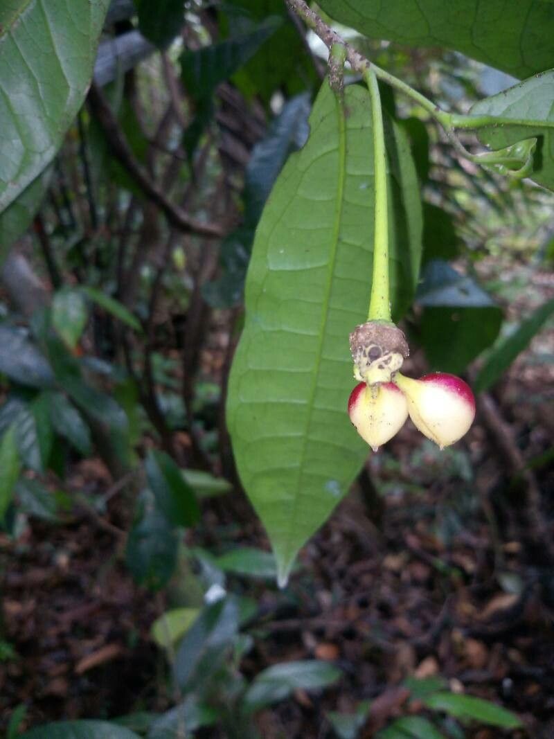 Cymbopetalum brasiliense fruit