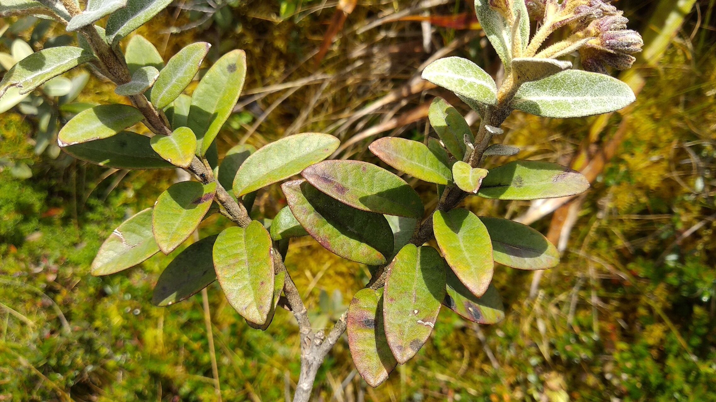 Ageratina gynoxoides leaf